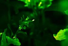 نباتات معدلة وراثيا تتوهج في الظلام