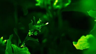 نباتات معدلة وراثيا تتوهج في الظلام